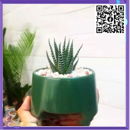 Chậu Sứ Trồng Cây Cảnh Mini Ba Chân Thấp Trồng Sen Đá, Xương Rồng, Cây Cảnh Mini