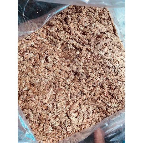 Dớn chile dùng sang chậu bẫy kẹp