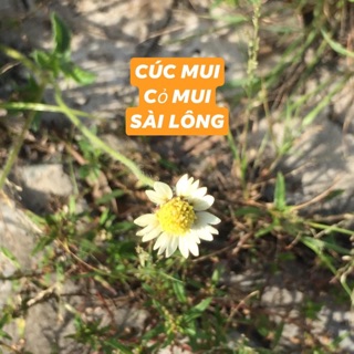Cúc đồng- cỏ mui sài lông  cây con  -ship hàng 7 ngày
