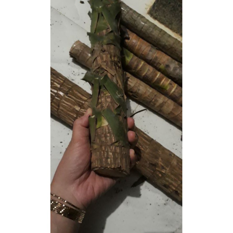 Khúc thần tài sọc lá vàng size trung