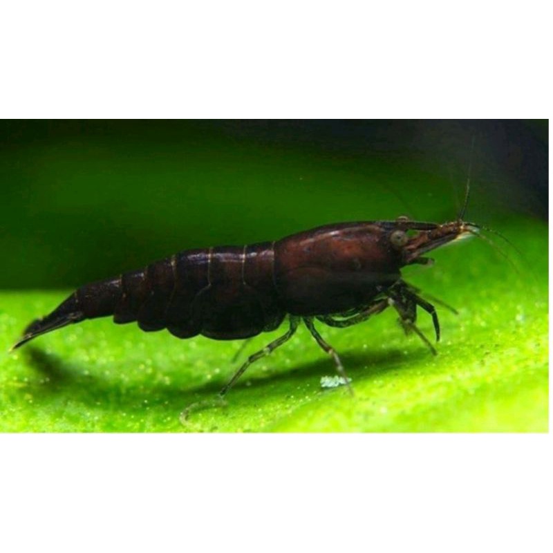 Compo 5bé Tép loạn màu Siêu Đẹp tặng rong