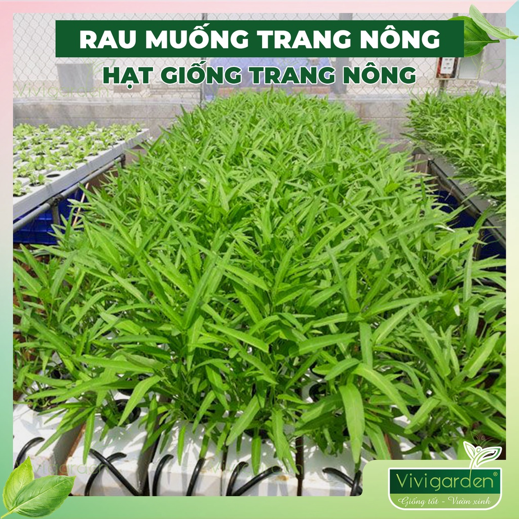 Gói 100gr hạt giống Rau muống Trang Nông chất lượng dễ trồng