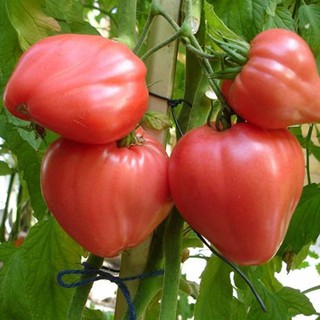 Hạt giống Cà Chua Trái Tim Đỏ 0.1gr