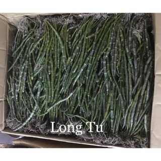 1 bó lan long tu đá hoa tím hàng rừng siêu to, hoa siêu đẹp