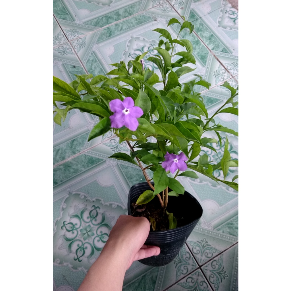Combo 4 cây hoa lài