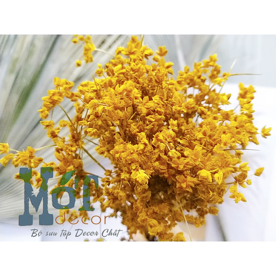 [ẢNH THẬT] Hoa khô Bade mini màu vàng đất VINTAGE