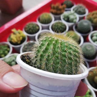 xương rồng kim huỳnh vàng