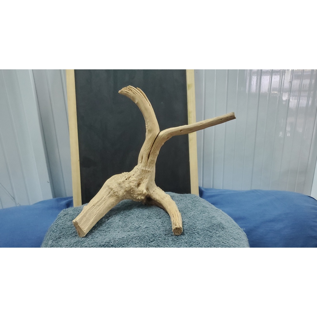 Lũa đỗ quyên mua theo kg-Aqua__boy