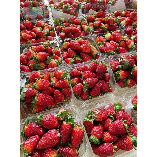 Dâu Albion size vip 20-25 trái/hộp 500g siêu to