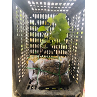 Cây Nho Giống Elđen Nho Phap Leo giàn