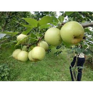 Giống Cây Lê Vàng