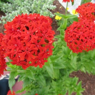 Hạt giống hoa Thu La đỏ (Lychnis Chalcedonica) gói 50 hạt