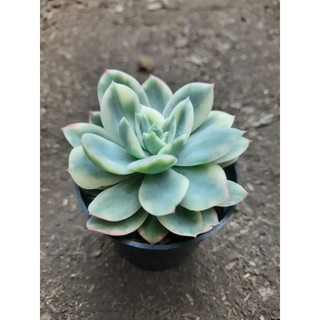 Echeveria Lemon Lime Var