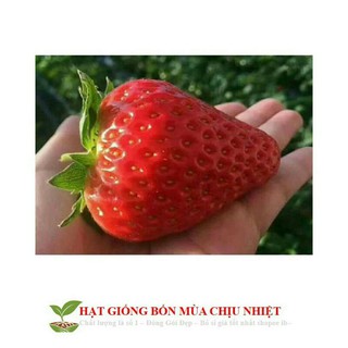 hạt giống dâu tây khổng lồ chịu nhiệt 100h