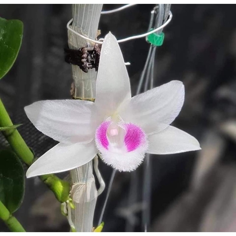 Hoa Phong Lan  Mua 3 🎁 thêm 1 Phi Điệp 5 cánh trắng HO