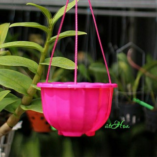 com bo 10 chậu nhựa trồng hoa có dây treo, chậu bí