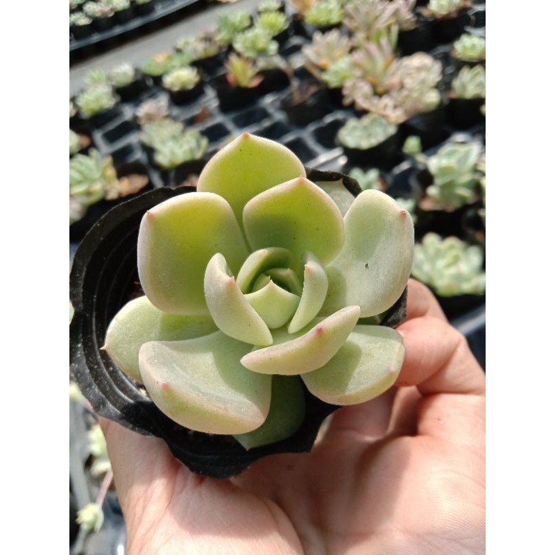 SEN ĐÁ ĐẾ VƯƠNG THIÊN THANH 🌵 size mini 8x8 cm đã thuần khí hậu sức sống cao đẹp 💪