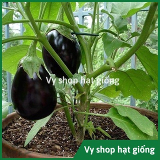 Hạt giống cà tím giọt nước Thái Lan gói 100 hạt