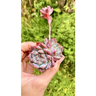 sen đá Hồng cam