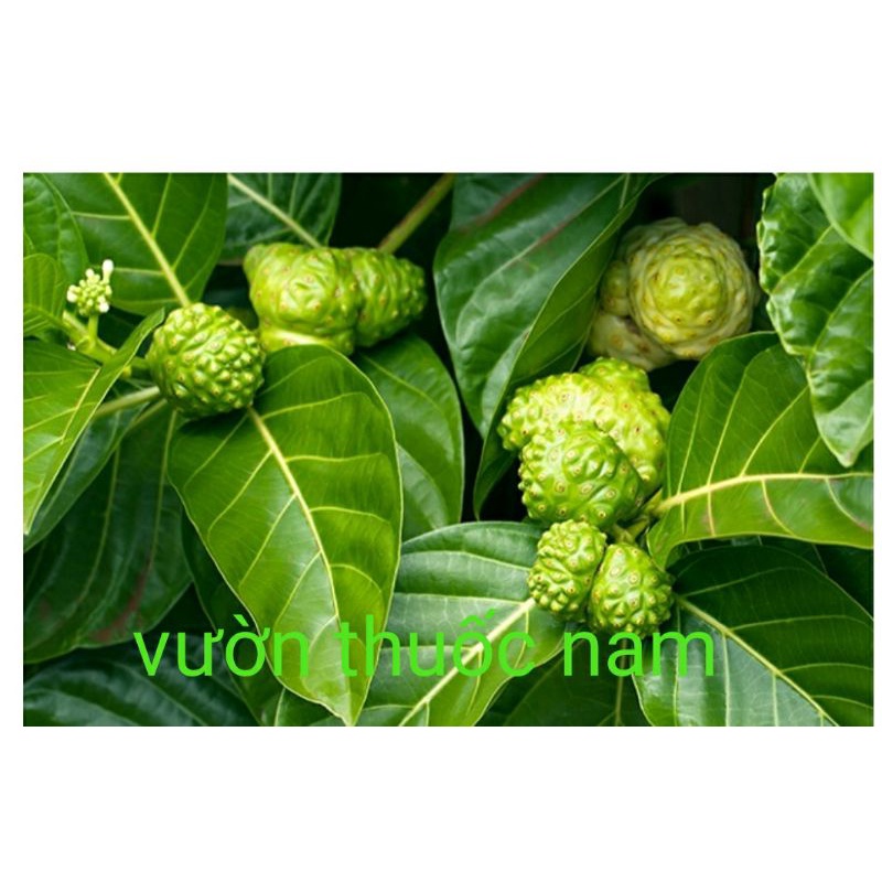 Lá nhàu tươi vườn nhà oganic lá to sạch tươi