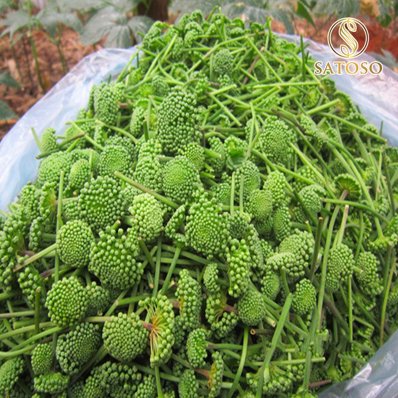 Nụ hoa tam thất khô tốt cho sức khỏe SATOSO 100g SA04