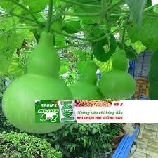 GÓI 5 HẠT GIỐNG BẦU HỒ LÔ