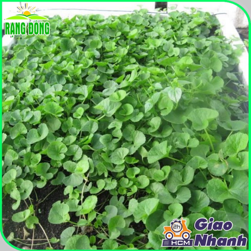 Hạt giống Rau Má Lá Lớn trồng quanh năm, năng suất cao - Hạt giống Rạng Đông