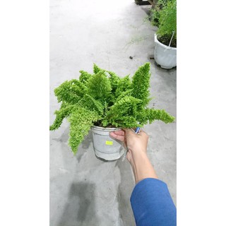 Cây dương xỉ lá nhuyễn - Cyclosorus parasiticus