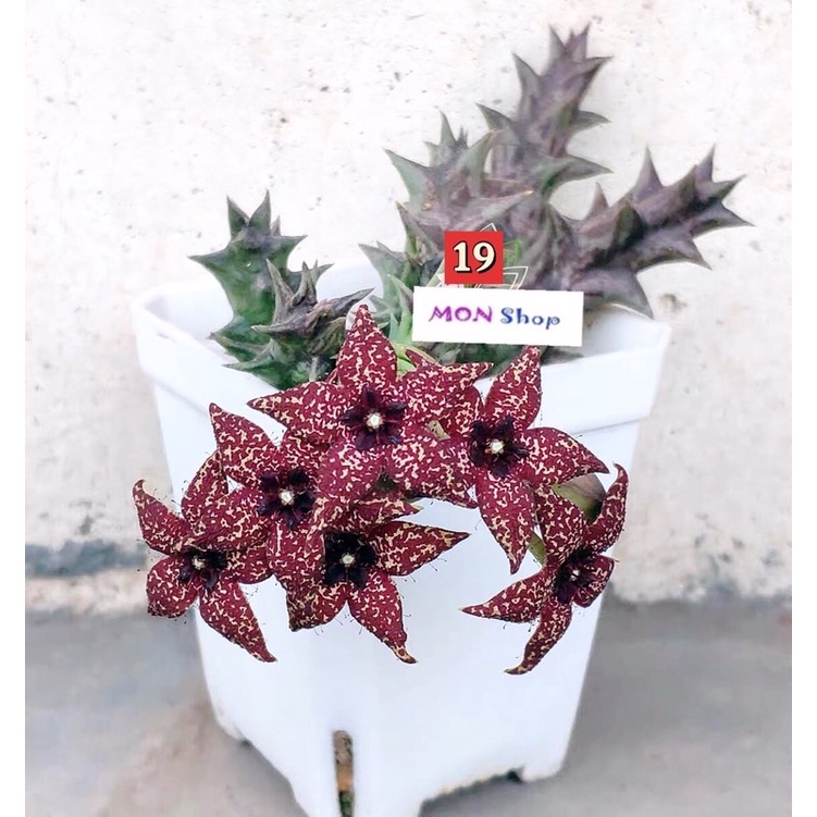 Xương rồng sao biển hoa chùm màu chocolate dễ thương