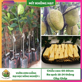 Cây giống mít thái không hạt F1 cao 70cm -90cm, giống mít thái đại học nông nghiệp, cây mít thái siêu quả