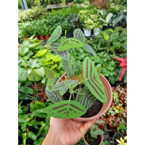 cây bướm xuân - Christia Obcordata