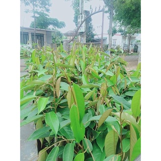 Cây Giống Sầu Riêng ri6 gốc to bầu lớn