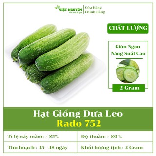 Hạt Giống Dưa Chuột Chất Lượng Ngon Giòn, Năng Suất Cao, Sai Quả