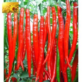 Hạt Giống Ớt Dài Ớt Đậu Đũa ( 30 Hạt)
