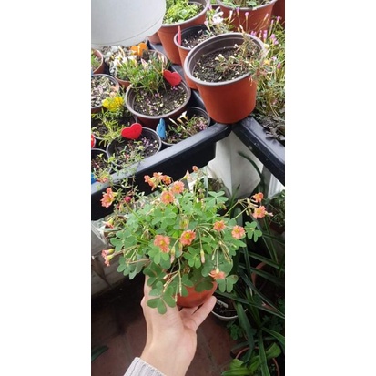 một cây oxalis crispi flora
