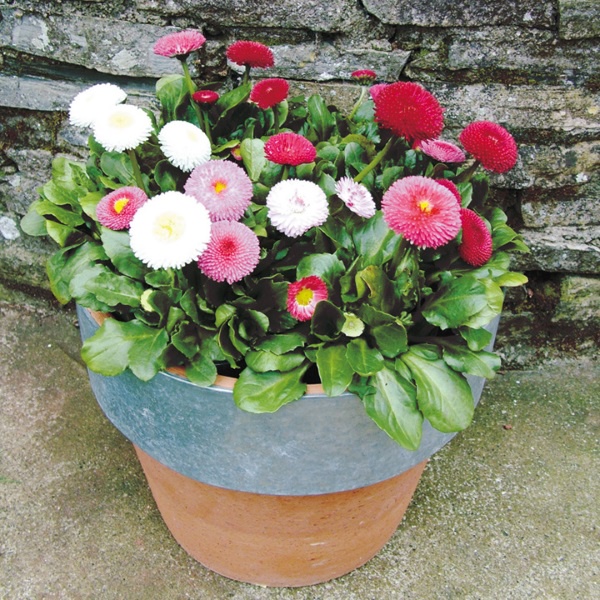 Hạt giống cúc HOA  CÚC ANH  tiếng Anh để trồng (Bellis perennis)