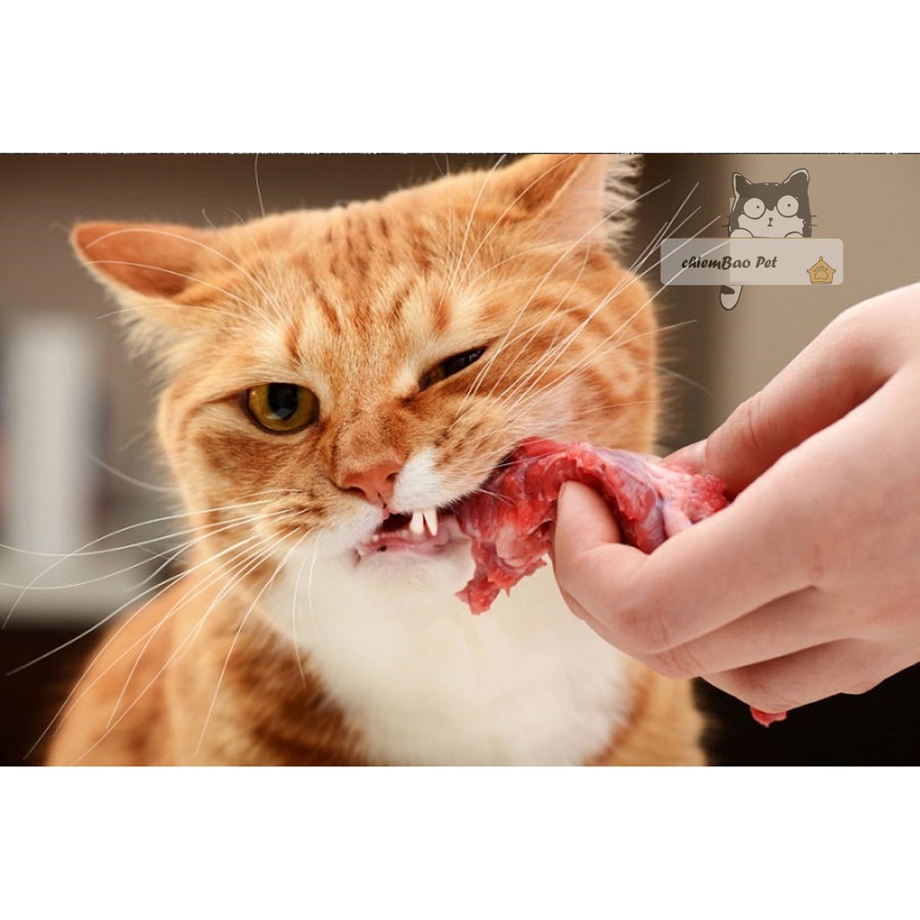 Raw food thức ăn tươi cho mèo - Pate tươi cho mèo rawfood ( GIAO 1H )