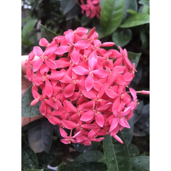 Đơn mỹ hồng cây cao 50cm