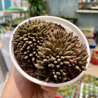 Sen đá nhím đen to 10cm