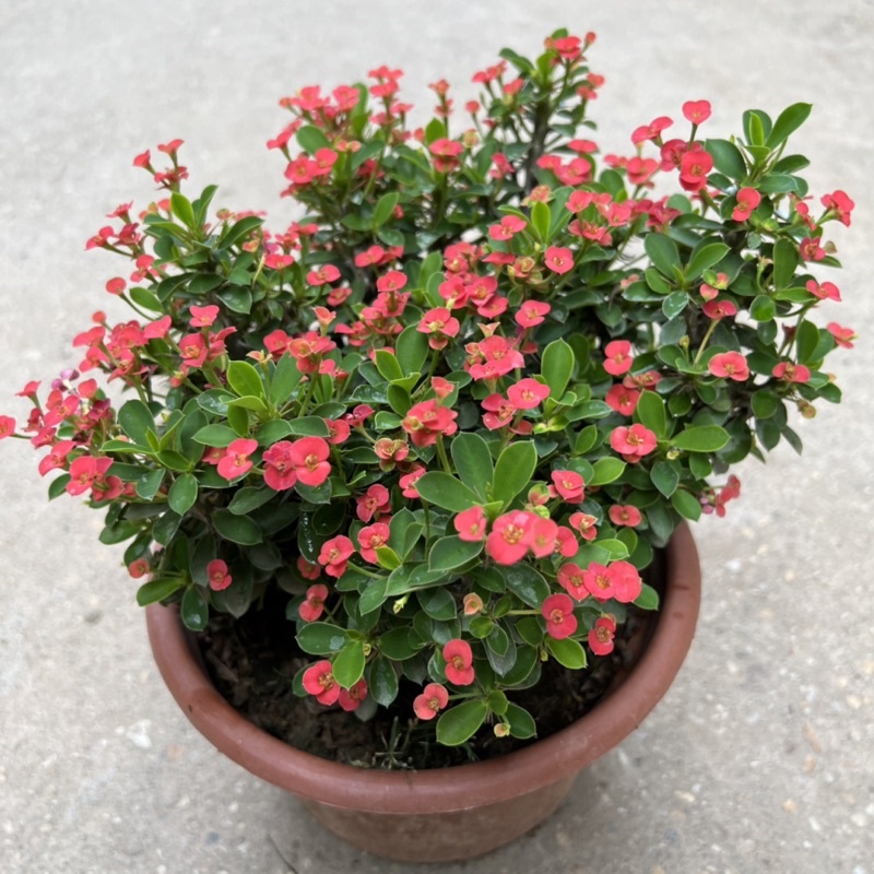 Cây xương rồng bát tiên hoa nhỏ bán kính 20cm, cây hoa nở quanh năm trang trí sân vườn, ban công