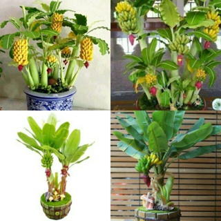 Chuối cảnh mini cây khỏe, hàng chọn lọc cho quả ngọt