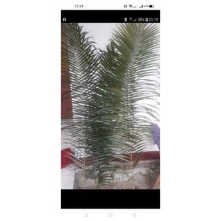 Lá mây cắm hoa