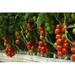 Phân bón hữu cơ CYTOMIN PLUS