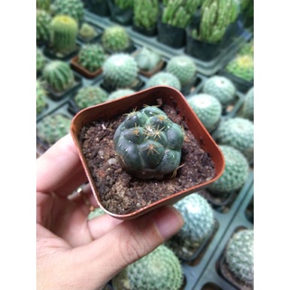 Xương rồng cory kích thước 3-4cm