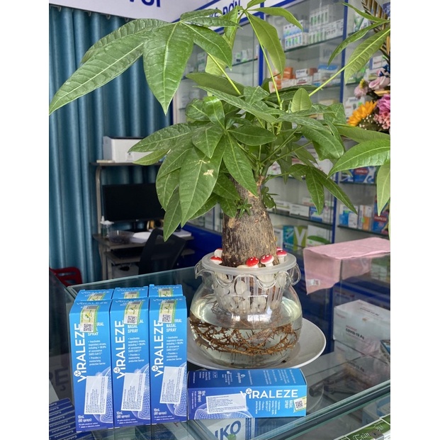 Bình xịt mũi VIRALEZE