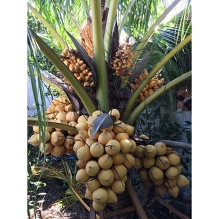 Dừa Malaysia siêu trái