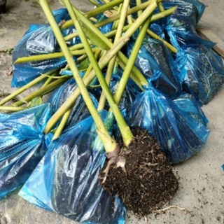 Củ sen đa lộc ( sen đất )