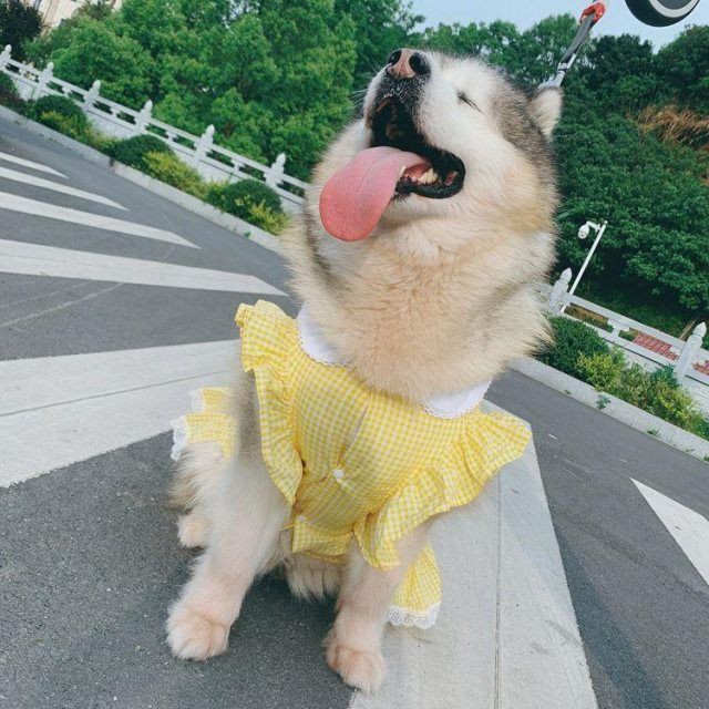 đẹp trai giá đặc biệt✑┋►Labrador Golden Hasage Samoya Alaska Quần áo thú cưng Chó Công chúa Váy mùa xuân và h