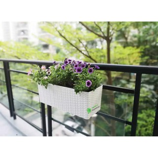 Chậu treo ban công, chậu gắn tường tự tưới thông minh