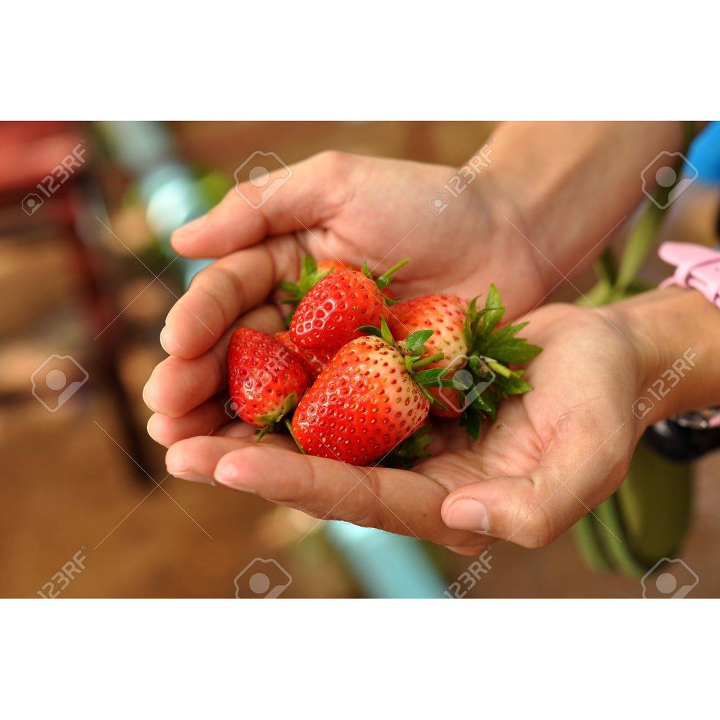 100 HẠT GIỐNG DÂU TÂY CHỊU NHIỆT - QUẢ TO - Rau củ quả trồng tại vườn, sân thượng, nông trang, ban công